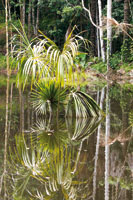 El aguajal o canaguchal es un ambiente pantanoso de aguas negras donde predomina la palma de aguaje o canangucha, Mauritia flexuosa, hábitat de importancia para la fauna silvestre y de múltiples usos para el hombre.