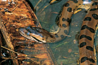 Las gigantescas serpientes acuáticas asombraron a viajeros y naturalistas de la Amazonia; se han conocido ejemplares de la gran anaconda Eunectes murinus, hasta de 10 m de longitud. Actualmente es una especie amenazada por el tráfico de fauna.