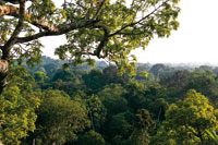 Una ceiba gigante emerge en el dosel de la selva de tierra firme