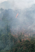 Los incendios representan una gran amenaza en la selva amazónica, degradan cientos de hectáreas y liberan toneladas de gases que contribuyen al calentamiento de la atmósfera.