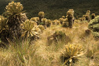 Frailejonal en el pramo del macizo de Tatam.