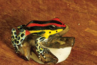 Artesana indgena.