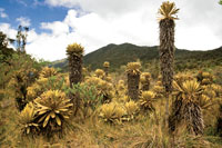 Los pramos de la cordillera Occidental son ricos en plantas endmicas.
