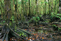 La costa pacfica se caracteriza por sus bosques de manglar.