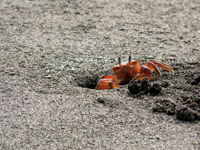 Los cangrejos fantasma Ocypode gaudichaudii, son habitantes conspicuos de las playas del Pacfico colombiano.