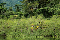 En las colinas costeras de bosque hmedo tropical, el manglar joven es colonizado por bromelias.