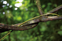 Detalles de lianas en el sotobosque.