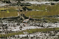 El ibis blanco, Eudocimus albus, busca su alimento en los lodazales de los manglares de la Cinaga Grande.