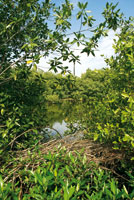 La mayor parte del antiguo delta del ro Sin est cubierta por pantanos de manglar