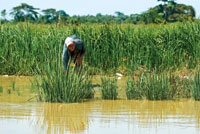 El arroz es cultivado por los habitantes de las riberas del Sin en el delta de Tinajones.