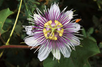 Flor de pasionaria o Passiflora sp, planta trepadora frecuente en los manglares de la Cinaga Grande de Santa Marta.