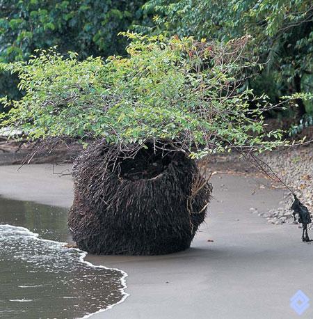 Banco de Occidente :::. La vegetación crece profusamente a lo largo de