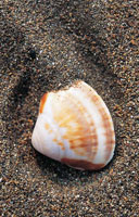 Los sedimentos continentales son un importante aporte a la formación de playas.