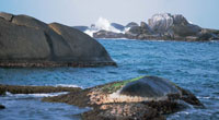 Las rocas que emergen en algunas zonas del Caribe colombiano, atestiguan el origen tectnico de estas playas, cuya formacin se inici hace 40 millones de aos.