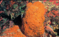 Los arrecifes de coral, uno de los ecosistemas ms ricos y frgiles del mundo, son el hbitat de variedad de organismos como algas, esponjas, corales y un sinnmero de invertebrados y peces.