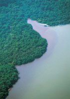 Manglares en la Cinaga Grande de Santa Marta, donde se puede observar el color rojizo producido por los taninos, principal aporte de nutrientes de este ecosistema a las lagunas costeras.
