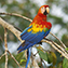 <strong>El comercio de guacamayas, Ara macao, y otras especies silvestres no está adecuadamente controlado en todos los países de la región del Escudo Guayanés.</strong>Fotografía: Diego Miguel Garcés Guerrero