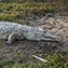 <strong>El cocodrilo llanero o del Orinoco, Crocodylus intermedius, es una de las especies en peligro crítico de extinción.</strong>Fotografía: Archivo iM Editores