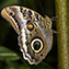 <strong>Colombia es el segundo país del mundo en cantidad de especies de mariposas.</strong>Fotografía: Juan Manuel Rengifo Rey