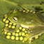 <strong>La rana de cristal, Ikakogi tayrona, endémica de la Sierra Nevada de Santa 	Marta, cuida los huevos que deposita sobre hojas.</strong>Fotografía: Juan Manuel Rengifo Rey
