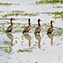 <strong>Los humedales constituyen un hábitat de gran relevancia para muchas aves. Grupo de patos careto, Dendrocygna viduata.</strong>Fotografía: Angélica Montes Arango