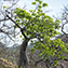 <strong>La ceiba barrigona del Chicamocha, Cavanillesia chicamochae, es un árbol endémico de las laderas semidesérticas del cañón del río Chicamocha.</strong>Fotografía: Archivo iM Editores
