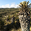 <strong>Alrededor del 38% de las plantas vasculares conocidas en los páramos colombianos son endémicas; de 68 especies de frailejones, 61 se encuentran únicamente en el país. </strong>Fotografía: Archivo iM Editores