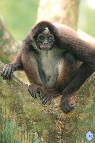 Resultado de imagen para ateles hybridus