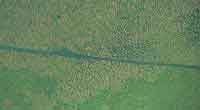 El zural, es una extraa formacin de sabanas hmedas con un patrn de drenaje reticulado, donde la vegetacin crece aislada en montculos o zuros.
