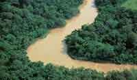 Los bosques de la altillanura o bosques de galera forman franjas angostas e irregulares rodeadas por sabanas, que siguen el curso de un cao o un ro de aguas negras pobres en nutrientes o de aguas blancas ricas en sedimentos.