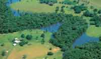 Parches de bosque de galera.
