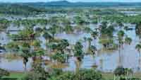 En las sabanas, el pulso estacional de inundacin marca grandes cambios en su funcionamiento y diversidad.