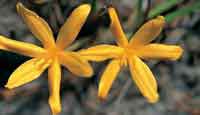Flor silvestre de las sabanas del Guaviare.