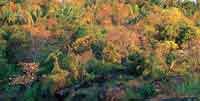 Los bosque sobre sustrato de rocas del escudo Guayans, de poca altura y ricos en palmas, presentan especies caducifolias que florecen durante el verano.