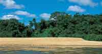 Bosques bajos en la planicie aluvial del ro Orinoco.