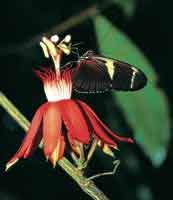 En el interior del bosque florece una Passiflora que es visitada por la mariposa del gnero Heliconius.