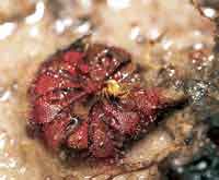 En los suelos arenosos y pobres en nutrientes, las plantas carnvoras del gnero Drosera toman los nutrientes de los insectos que atrapan en sus tentculos pegajosos.