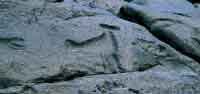 En las rocas ms resistentes de los raudales del ro Guayabero fueron grabadas en bajo relieve diversidad de figuras zoomorfas
