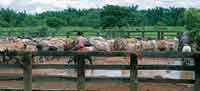 El hato llanero con su  diversidad de labores form al vaquero criollo y conform una rica tradicin