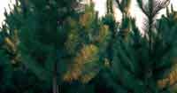 Las plantaciones de pino caribea se han adaptado bien a las condiciones de las sabanas de la altillanura y su nivel de productividad es alentador.  Sin embargo, la homogenizacin del paisaje con este cultivo puede conducir a la prdida de biodiversidad de