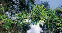 En el bosque altoandino y en los lmites con el pramo bajo, el chusque comn, Chusquea scandens, es el bamb dominante.