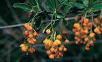 La uegato, del gnero Berberis, presenta flores especializadas para los insectos.