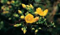 El cargarroco, Hypericum goyanessi, atrapa las finas gotas de la neblina con sus hojas reducidas.