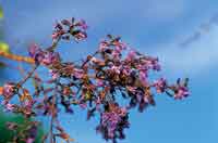 Flormorado
