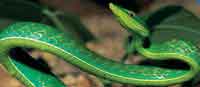 La serpiente bejuquillo, del gnero Oxybelis, vive en los rboles y matorrales, se alimenta de pequeas aves y de sus huevos.