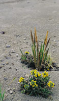 Dentro del grupo de las crucferas est el ltamo, una microrroseta del gnero Draba, muy especializada en soportar temperaturas extremadamente bajas entre -5 y -14 C.