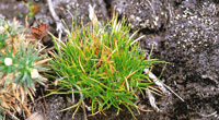 Otros cojines son de menor magnitud como la cipercea Oreobolus obtusangulus.