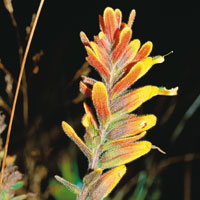 Racimo de flores de Castilleja, una pequea hierba frecuente en los pramos. Su vistosa coloracin atrae los colibres y abejorros polinizadores.