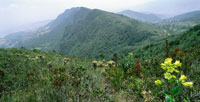 Paisaje caracterstico de la franja del pramo bajo o subpramo.