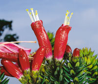 El pegamosco, Befaria resinosa, que forma pequeos arbolitos.